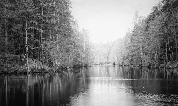Tarn com névoa durante o lago floresta, preto e branco — Fotografia de Stock