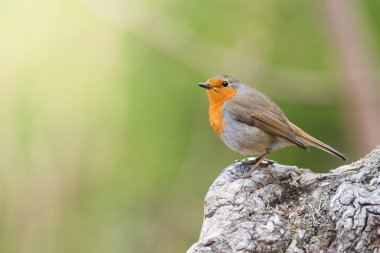 Kızıl Robin'in yeşil renkli