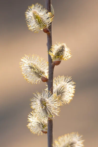 Pussy willow toppen — Stockfoto