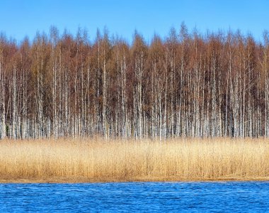 birchforest, kıyı ile seagrass