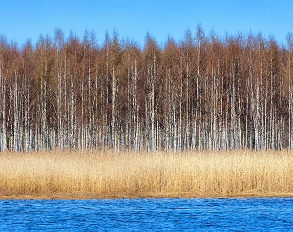 Birkenwald am Ufer mit Seegras — Stockfoto