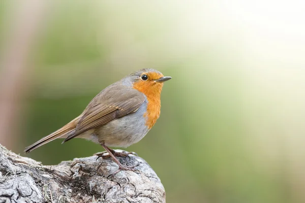 Close-up van rode robin met groene achtergrond — Stockfoto