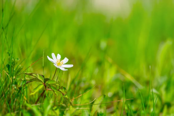 Lonely white Anemone nemorosa on grass background — Stock Photo, Image