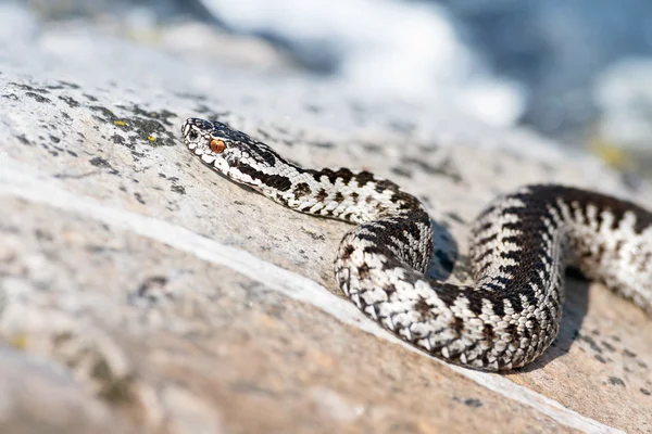 Europese adder, vipera berus op zee wal rotsen — Stockfoto