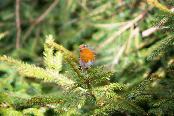 Rode robin zat op een takje pine — Stockfoto