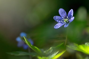 Blue springflower soaking sunlight clipart