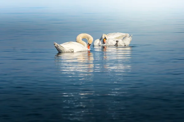 Swan birds fixing their feathers — Stock Photo, Image