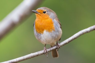 Red robin çok yakından ve detaylı dal