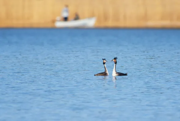 Great Crested Grebe, waterbird in mating season — Stock Photo, Image