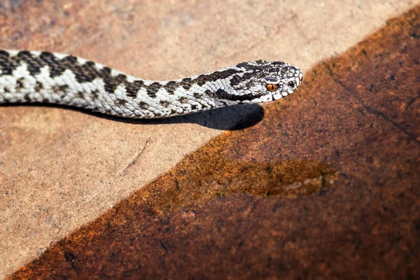 Evropská zmije nebo vipera berus vstupující vody rybníka — Stock fotografie