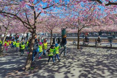 kungstradgarden çocuklu herded içinde kiraz çiçeği