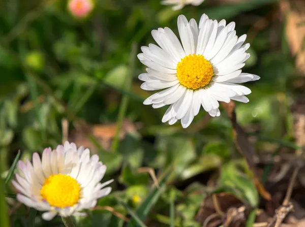 Vita små daisy med naturliga bakgrund — Stockfoto