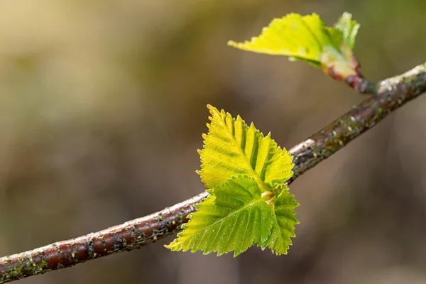 Young birch leaves in sunlight — Stock Photo, Image