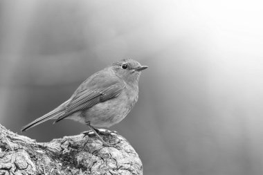 red robin siyah beyaz portre