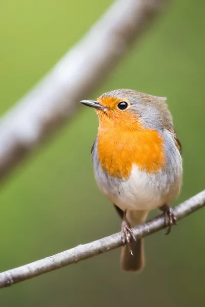 Robin sedí na velmi detailní portrét větvička — Stock fotografie