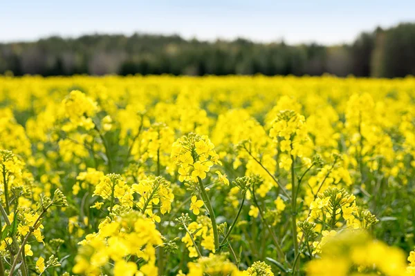 Closeup of rapeseed during spring — Stock Photo, Image