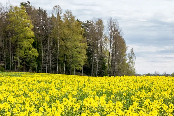 Rapeseed field during spring — Stock Photo, Image