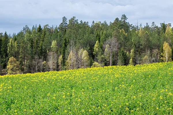 Campo de colza com bosques no fundo — Fotografia de Stock