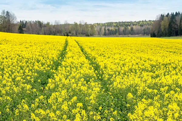 Tractor traces on a rapeseed field — Stock Photo, Image