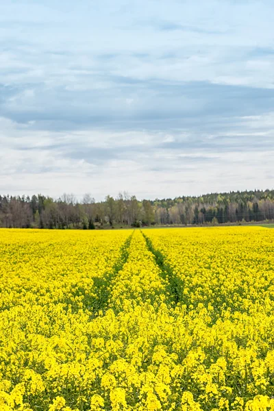 Tractor traces on a rapeseed field — Stock Photo, Image