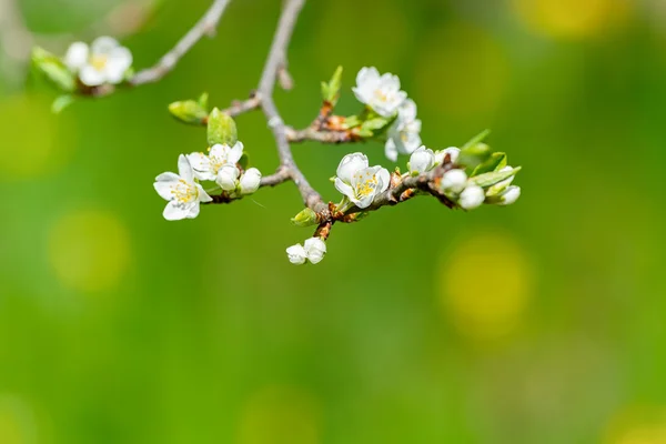緑の背景に白いプラム花やサクラ属イエバエ — ストック写真