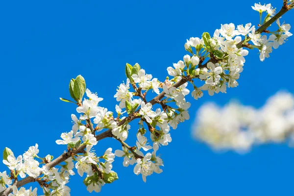 Plum flowers on a branch with blue sky Stock Picture