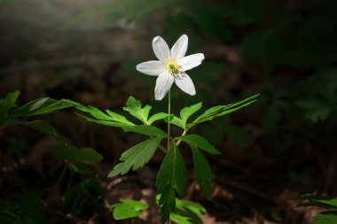 akşam güneş altında windflower