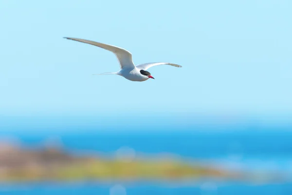 Seeschwalbe fliegt über Wasser — Stockfoto