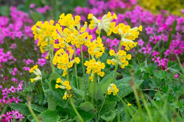 Bunch of Primula veris em cenário de jardim — Fotografia de Stock