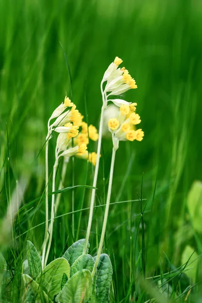 Primula veris ve vysoké trávě — Stock fotografie