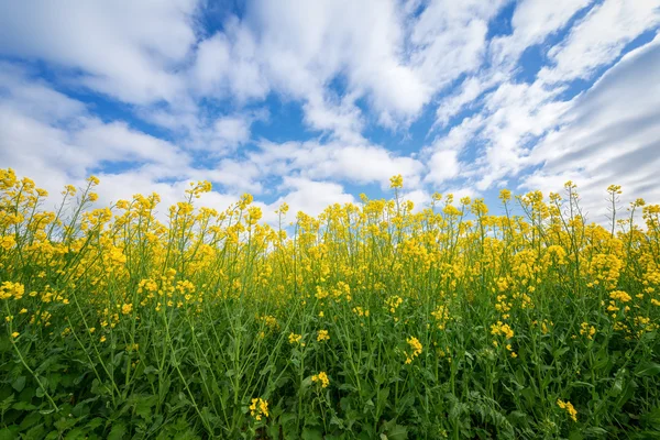 油菜花反对一片美好的天空 — 图库照片