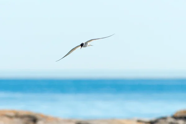 Tern flying over water — Stock Photo, Image