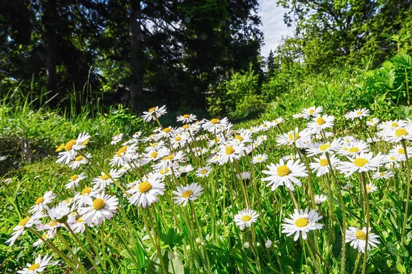 Tiro de tarde grande ângulo de campo de flor de margarida primavera — Fotografia de Stock
