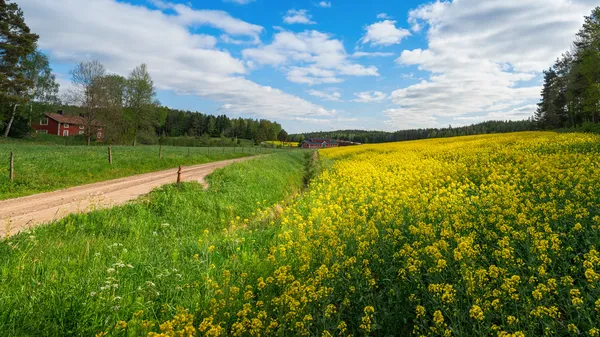 Campagna con campi di colza gialli e casali rossi — Foto Stock