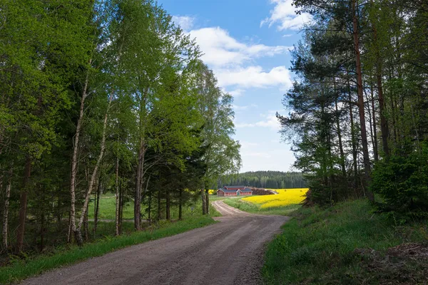 Деревенская дорога с желтыми рапфилдами — стоковое фото