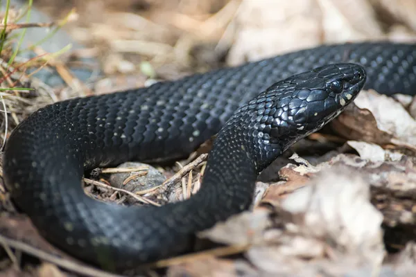 Serpente de grama ou Natrix natrix em uma pele preta incomum — Fotografia de Stock