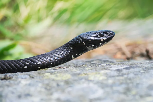 Serpente d'erba o Natrix natrix in una pelle nera insolita — Foto Stock