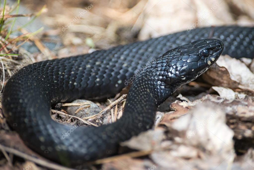Grass Snake - Natrix Natrix Stock Image - Image of nature, defense