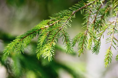 çam ağacı dalı portre