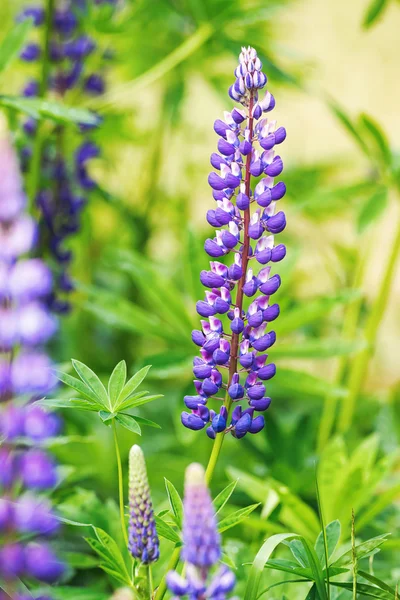 Violet lupines growing in garden — Stock Photo, Image
