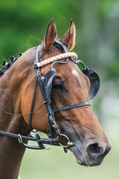 Racing hästhuvud i närbild — Stockfoto