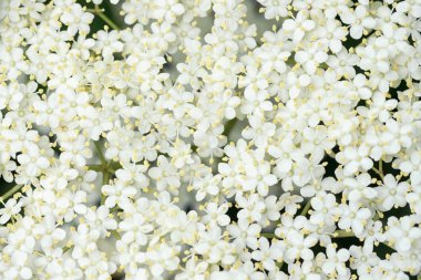 Yaşlı çiçek Sambucus nigra detay