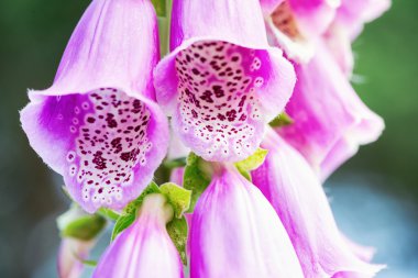 Closeup Digitalis purpurea veya Foxglove