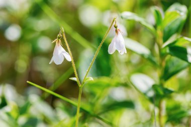 Kırılgan twinflower veya orman zemini, Linnea borealis
