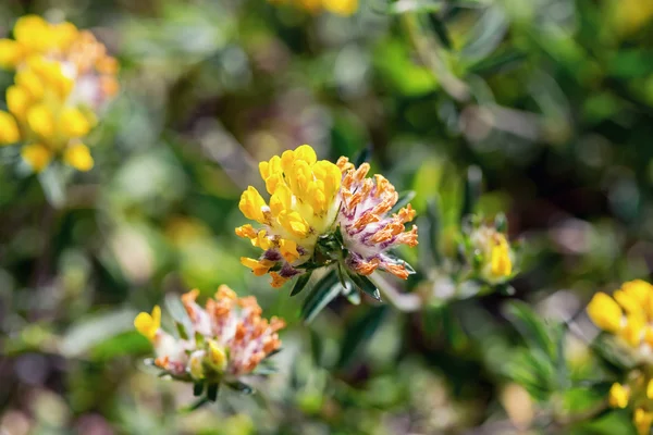 Trifolium złota lub złote koniczyna — Zdjęcie stockowe