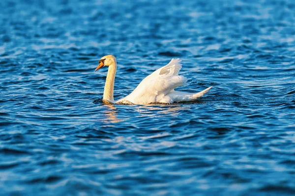 Swan i kvällssolen med reflektion — Stockfoto