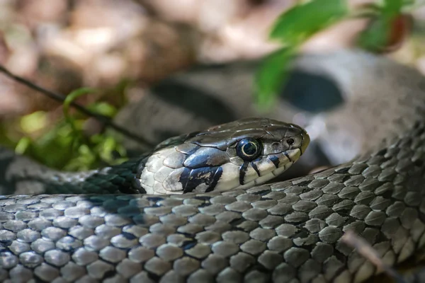 Serpente d'erba o Natrix natrix — Foto Stock