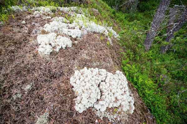 Korstmossen of Cladonia stellaris in het bos — Stockfoto