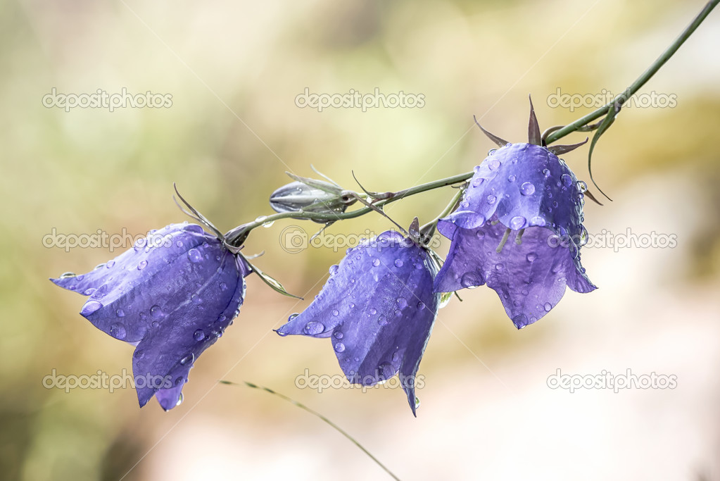 Bluebell flower with waterdrops