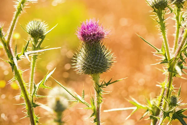 Cardo con fiori rosa retroilluminato con il sole estivo — Foto Stock